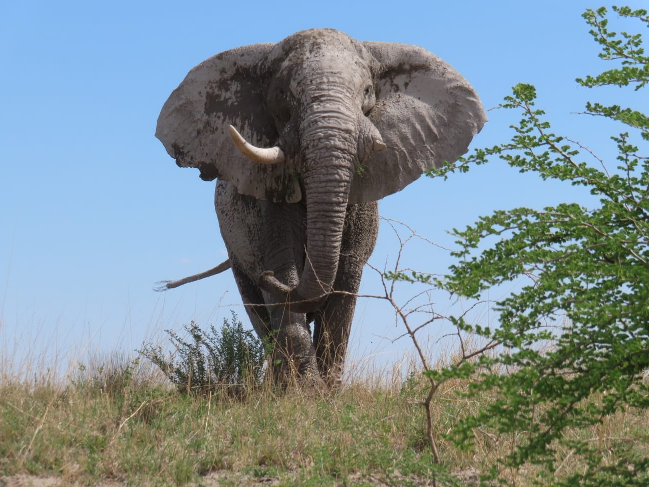 freundlicher Elefant am Wegesrand 