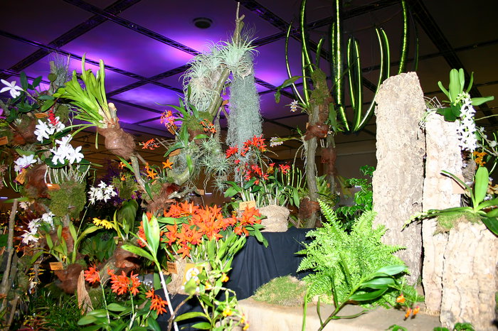 Nacht der Orchidee, reisebüro Bautzen, hinundweg, busunternehmen in bautzen