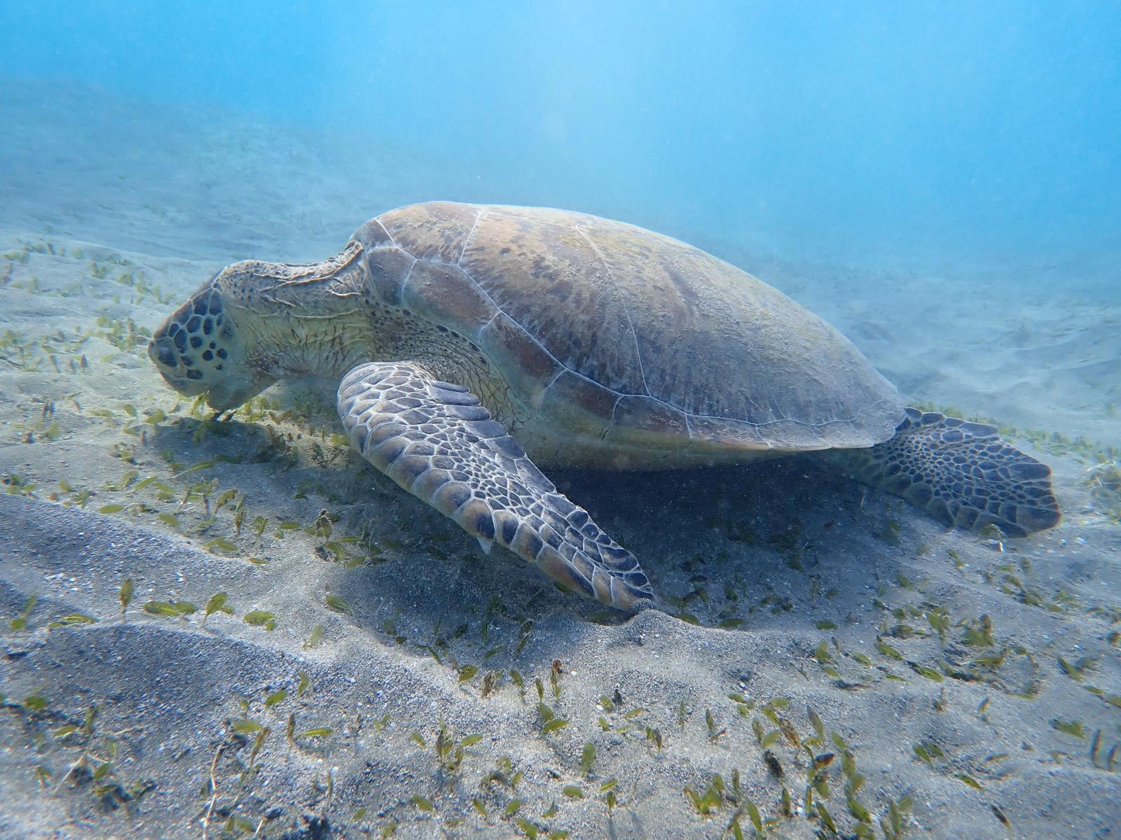 Schnorcheln und Tauchen bei Marsa Alam
