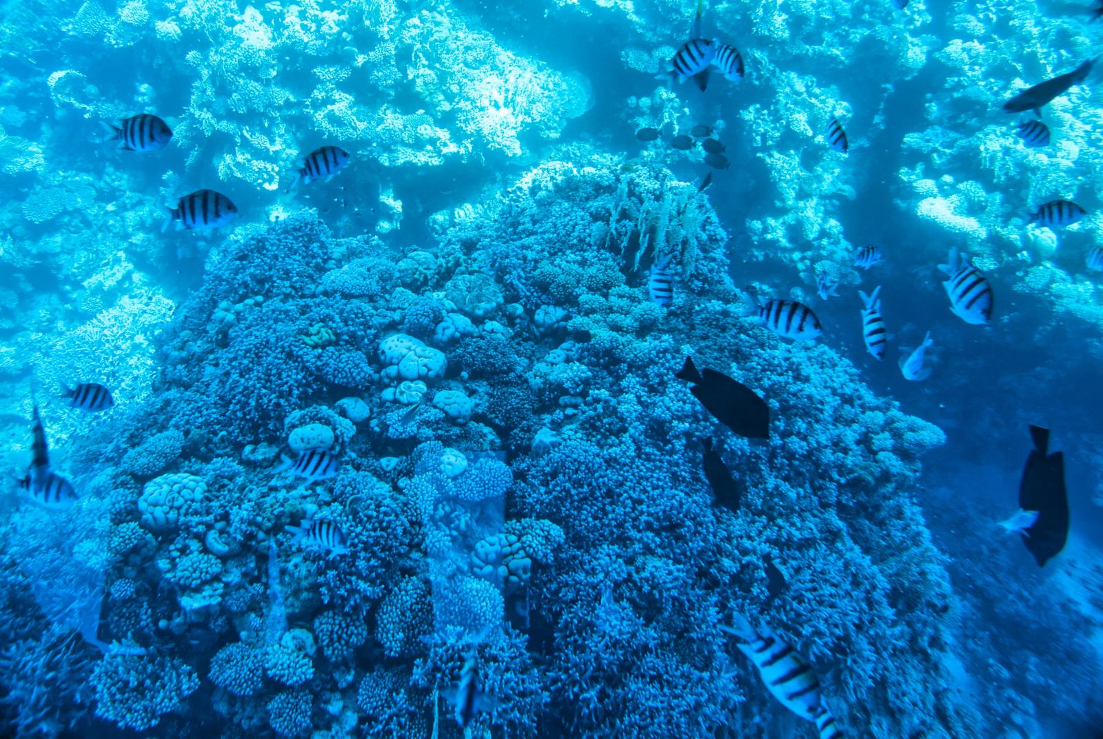 Korallenriff mit Fischen im Roten Meer