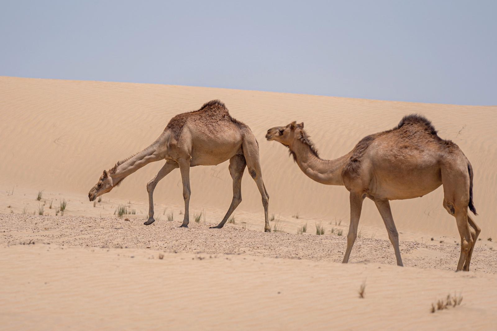 Ausflug in die Wüste bei Dubai mit Dünenlandschaft