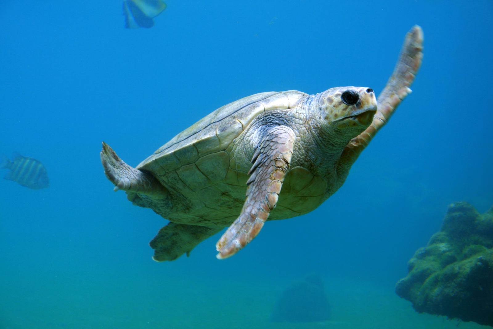 Eine Meeresschildkröte, die anmutig unter Wasser im klaren blauen Ozean schwimmt, umgeben von Fischen.