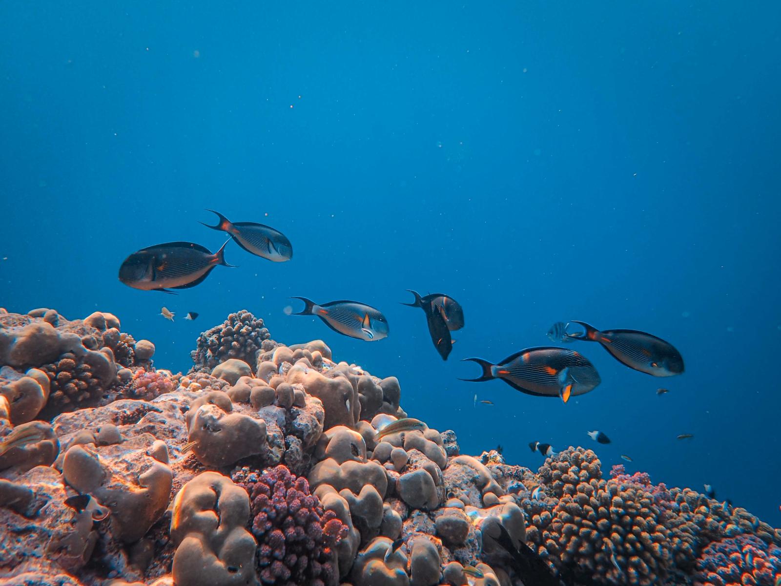 Bunte Rifffische über einem Korallenriff im klaren Wasser
