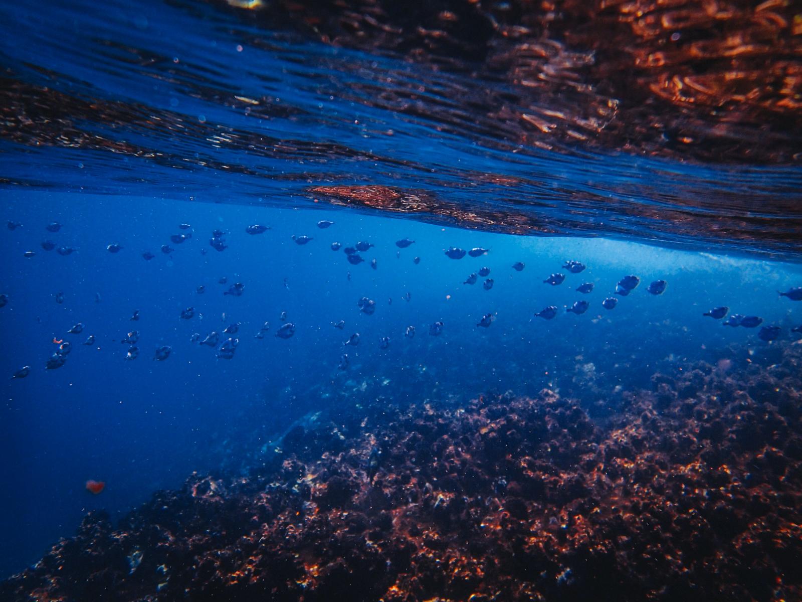 Unterwasseraufnahme einer Riffkante mit Fischschwarm und blauem Tiefenwasser