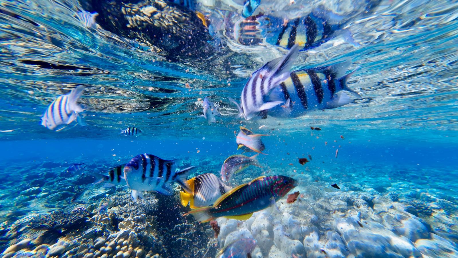 Bunte tropische Fische über einem Korallenriff im klaren Wasser