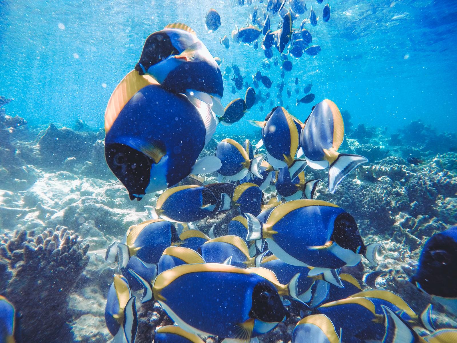 Tropische Rifffische und Korallen im klaren Wasser der Malediven
