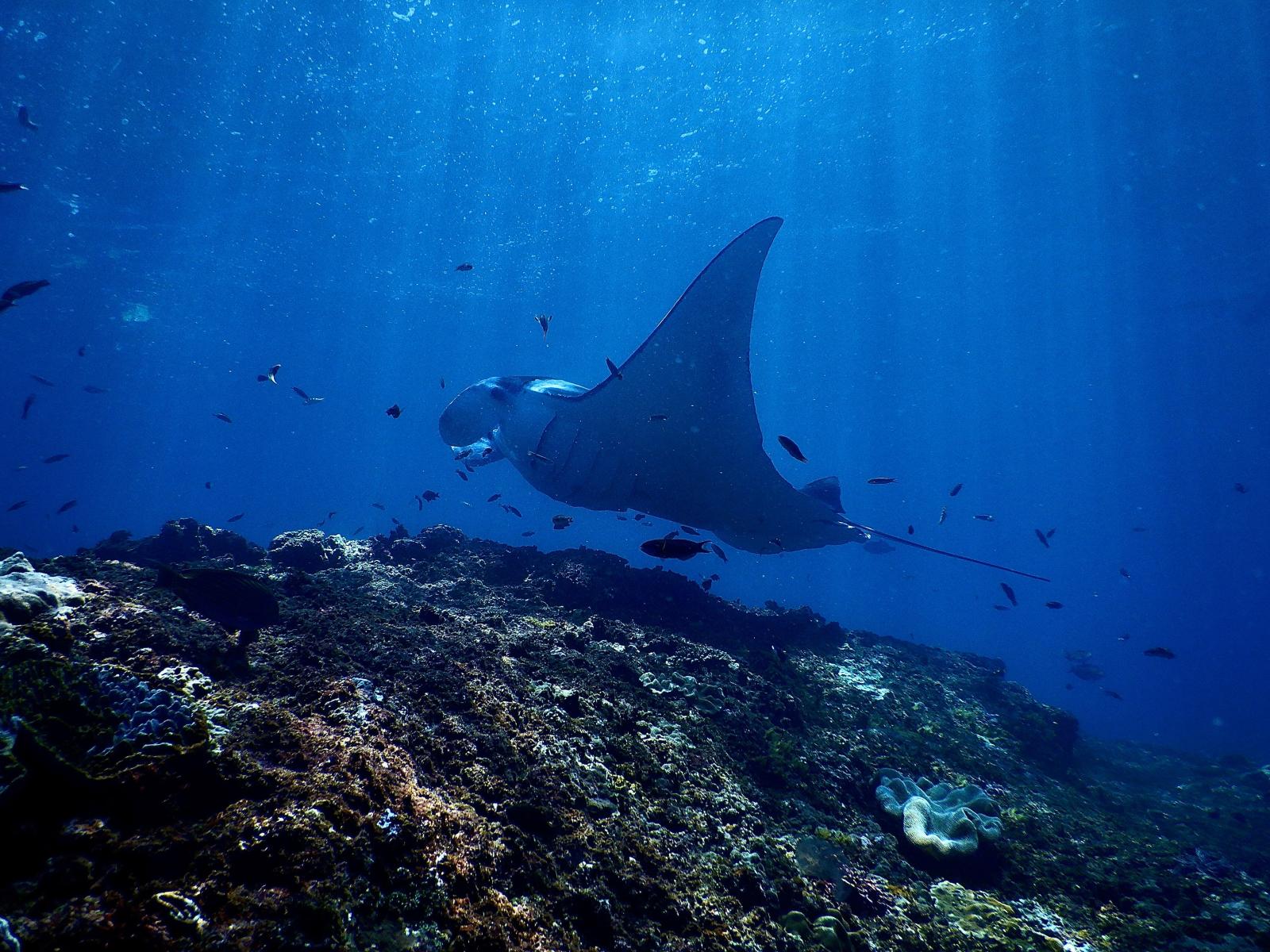 Mantarochen im offenen Wasser über einem Riff auf den Malediven