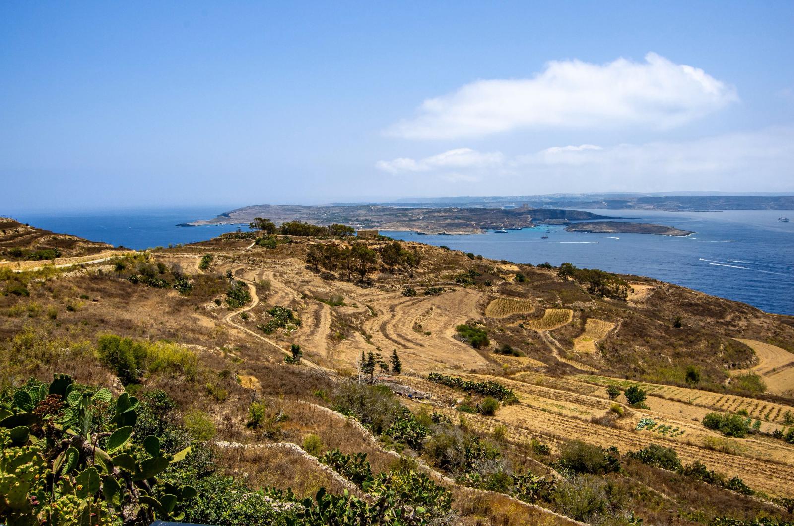 landschaft auf gozo mit grünen feldern und felsiger mittelmeerküste