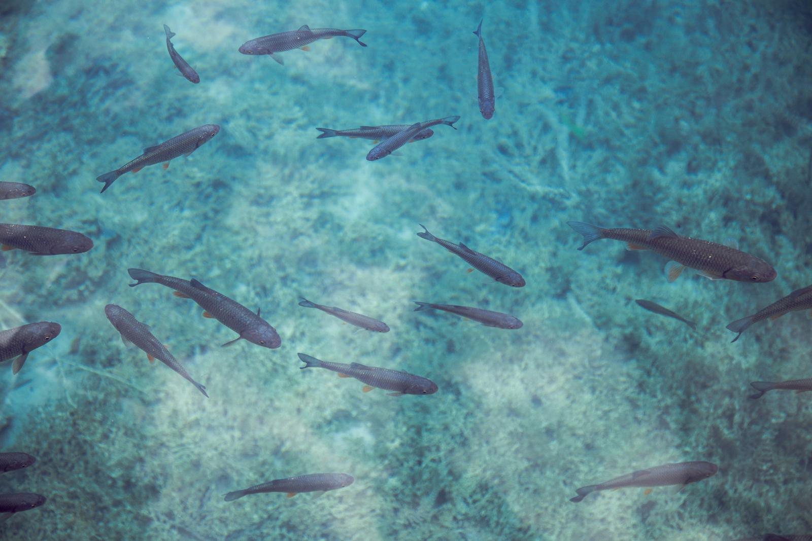  Kleine Fische zwischen Unterwasserfelsen im klaren Mittelmeer