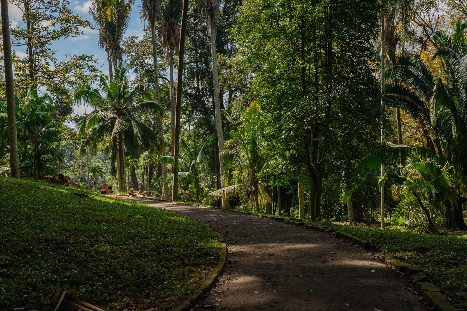 Tropische Pflanzen und ein Spazierweg im Botanischen Garten von Mauritius.