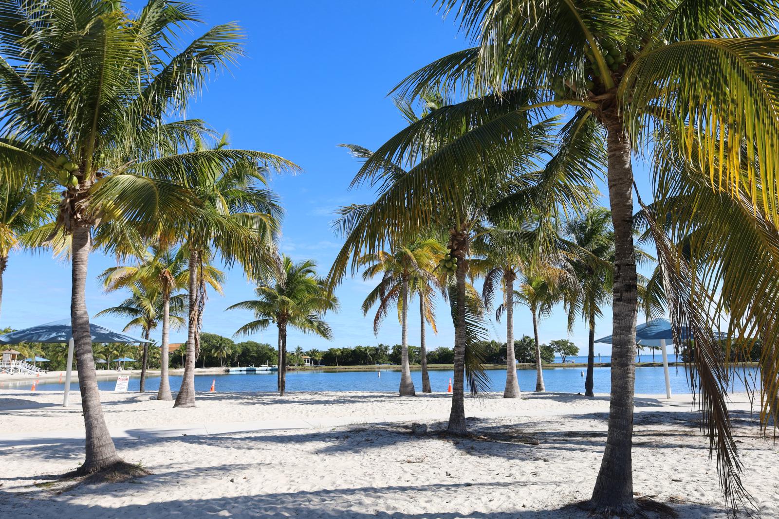 Palmenstrand in Florida mit türkisblauem Meer