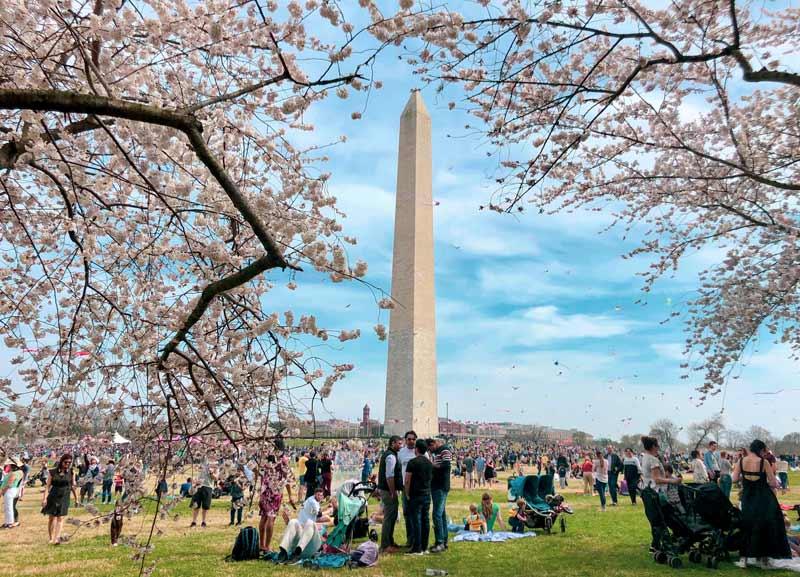 Kirschblüte und Washington Monument im Frühling