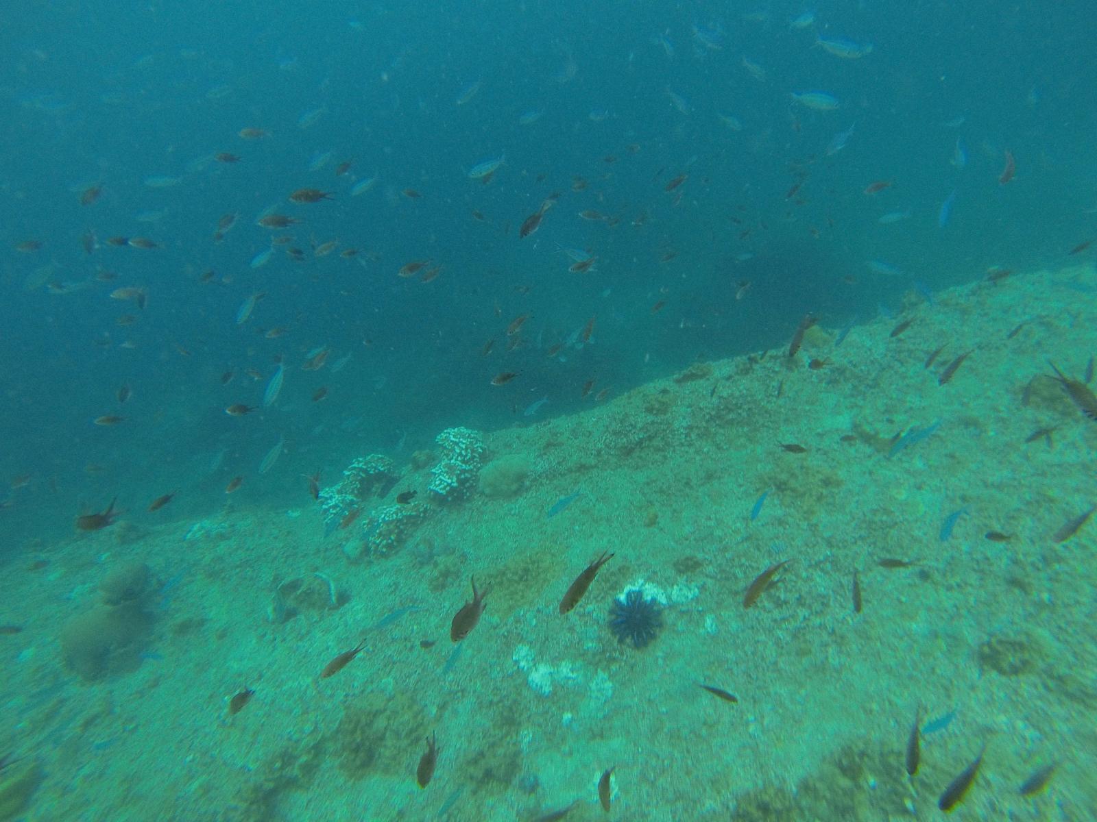 Unterwasseraufnahme mit Felsen und kleinen Fischen im klaren Mittelmeer