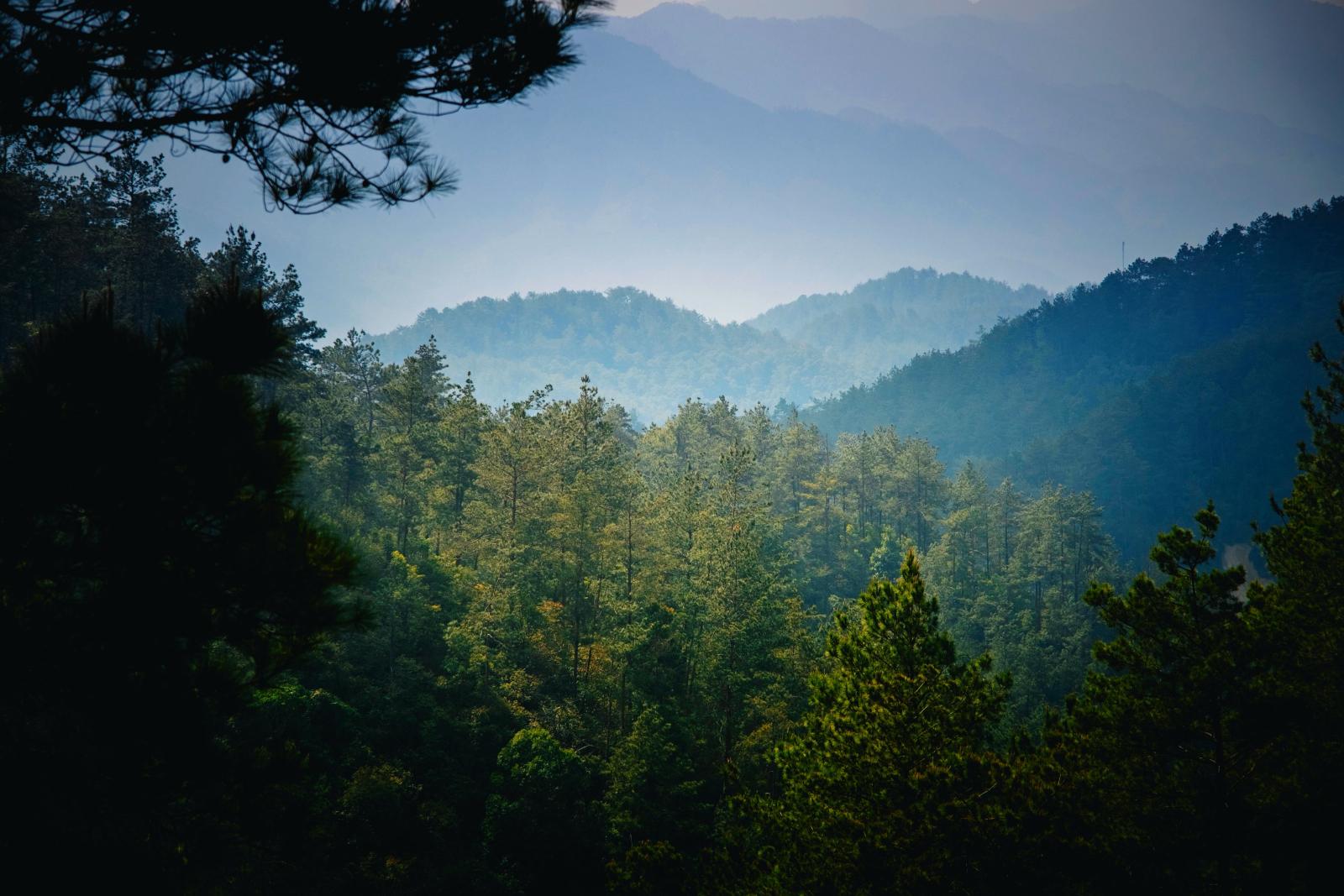 Panoramablick auf das bewaldete Troodos-Gebirge