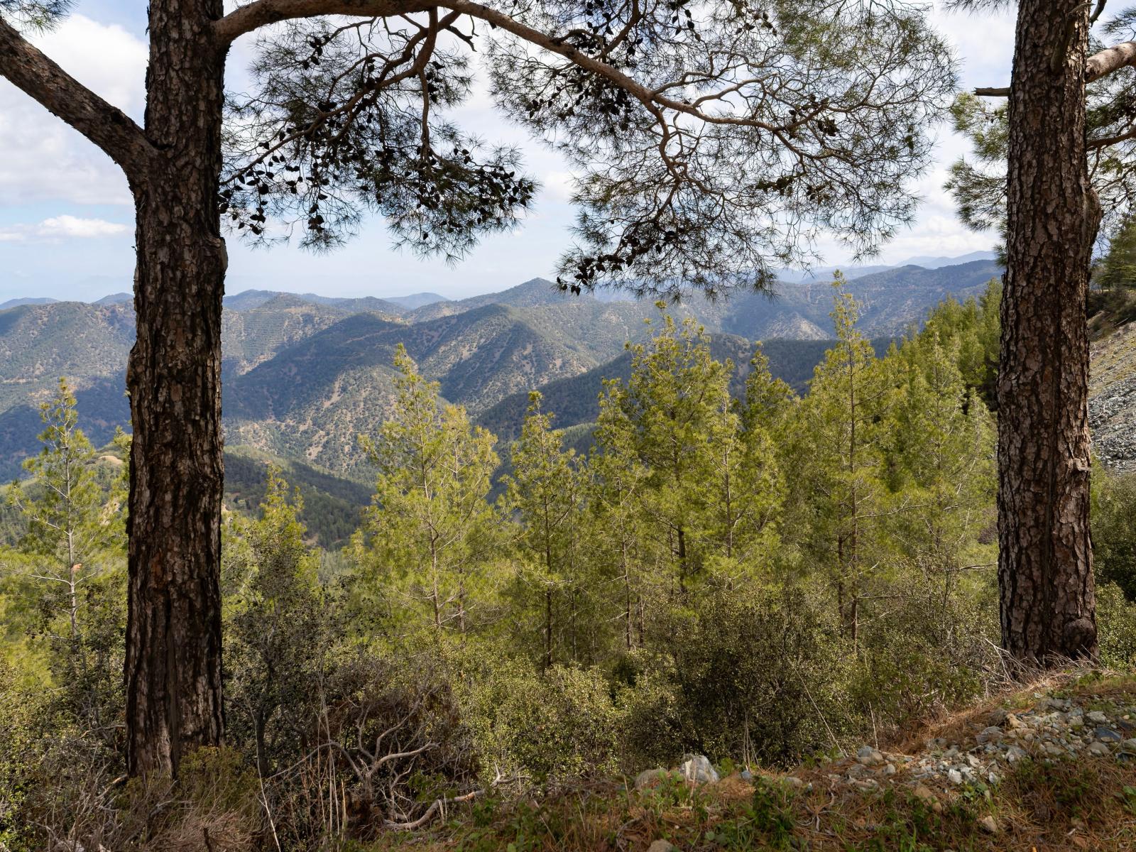  Wanderweg durch einen Wald im Troodos-Gebirge