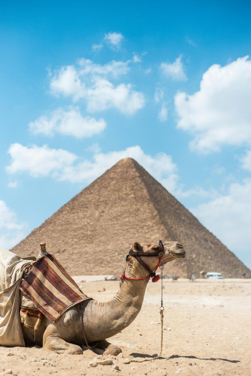 Kamel in der Wüste vor der Pyramide von Gizeh bei Kairo