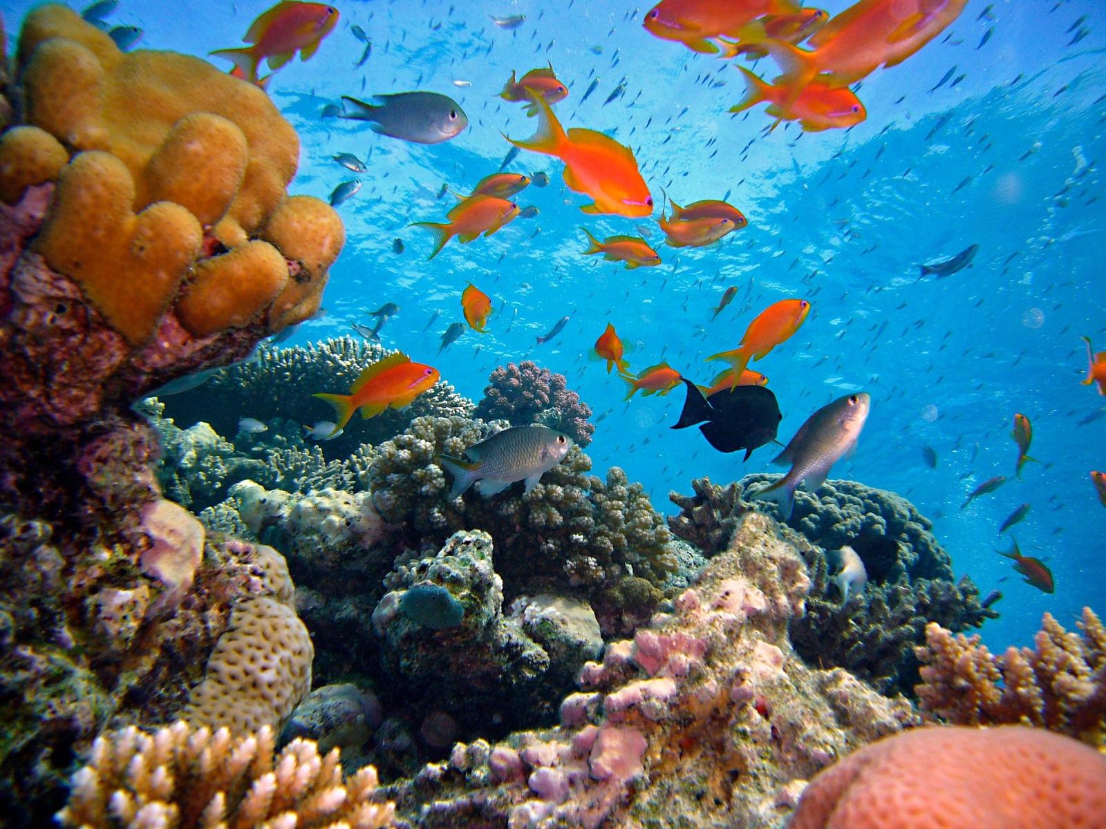 Korallenriff mit Fischen im Roten Meer in Ägypten