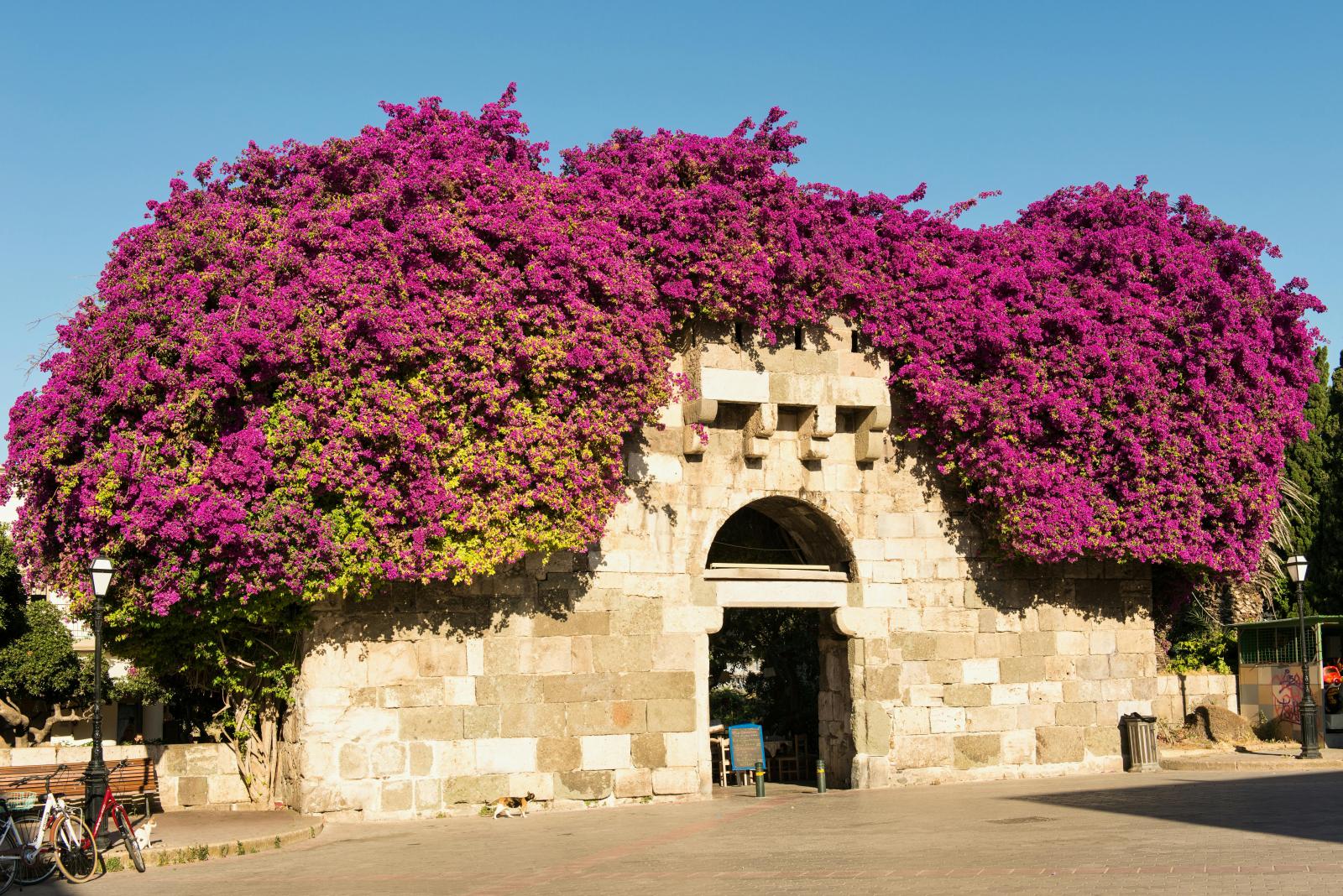 Kos-Stadt mit Festung Bougainvillea und Altstadt