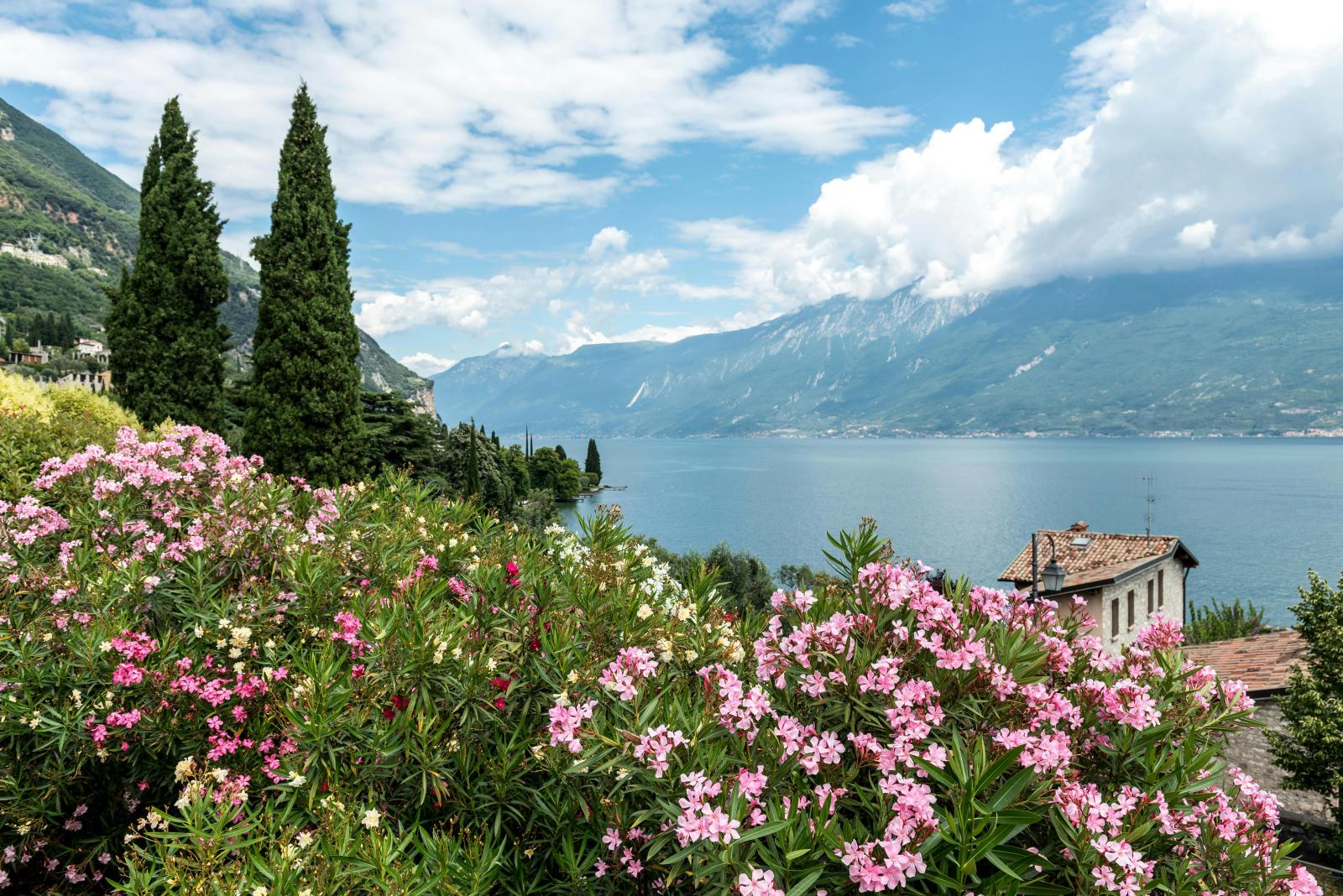 Gardasee mit Blumen See und Bergen