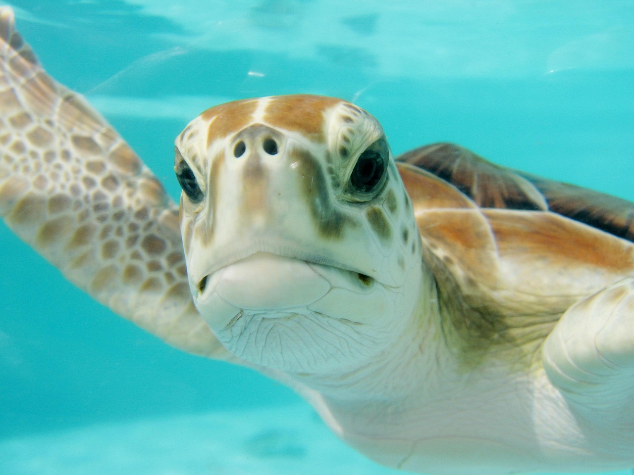 Mexiko Meeresschildkröte unter Wasser