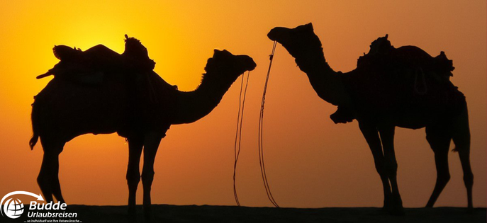 Kamele in der Wüste Thar bei Sonnenuntergang – eindrucksvolles Erlebnis während der Indien-Rundreise mit Budde Urlaubsreisen.