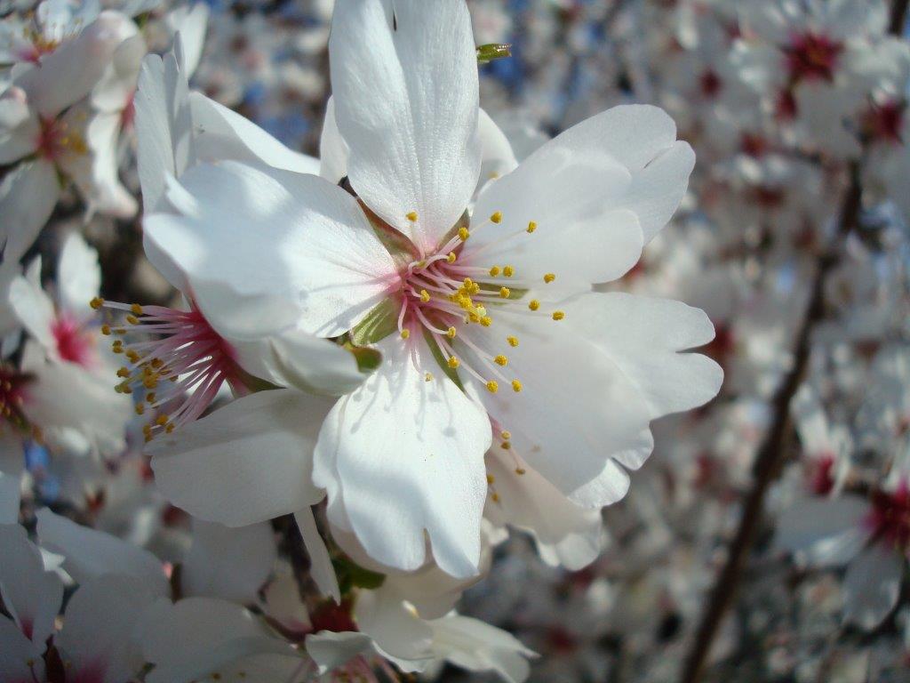Mandelblüte auf Mallorca