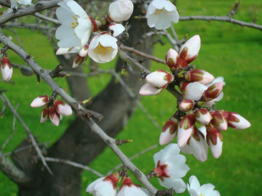 Mandelblüte auf Mallorca