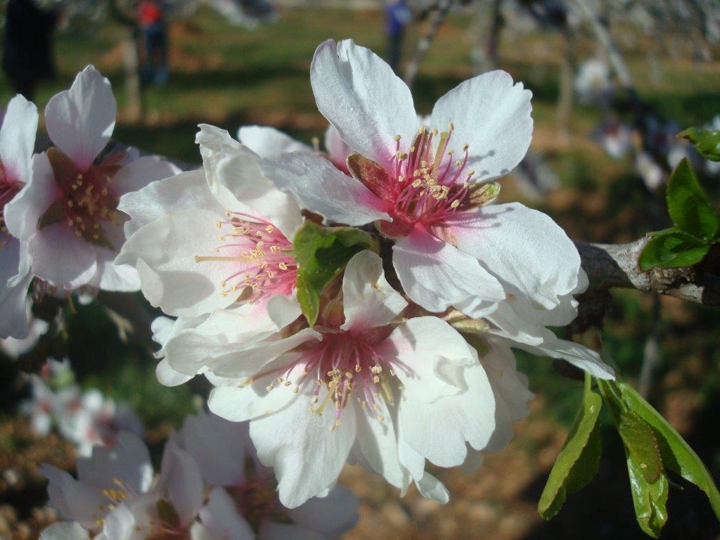 Mandelblüte auf Mallorca