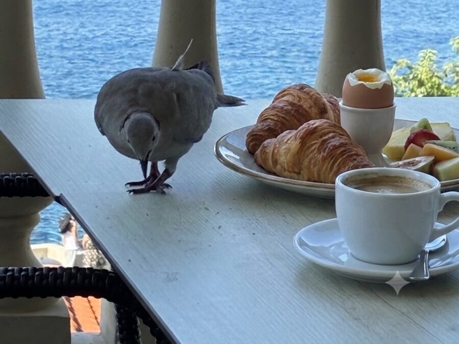 Frühstück mit Croissant, Ei und Kaffee auf einem Tisch am Balkon, dahinter das Meer, auf dem Tisch sitzt eine Taube