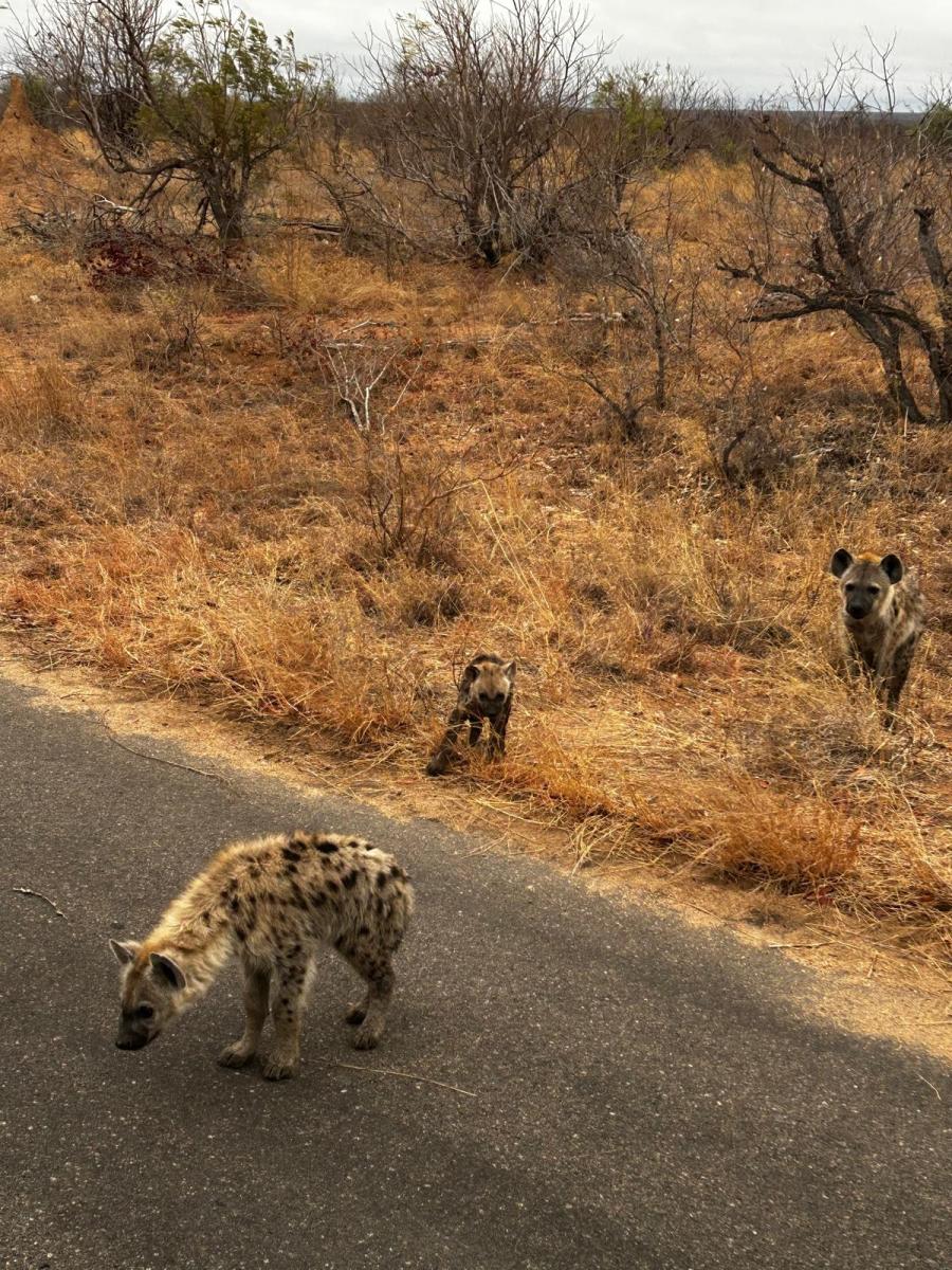 Krüger Nationalpark